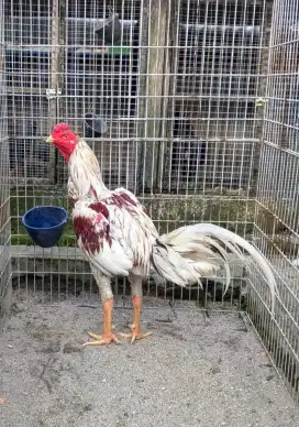 Ayam pakhoy big size