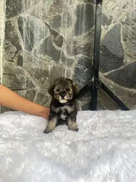 Poodle phantom silver
