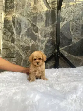 Poodle tiny betina