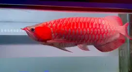 Arwana super red