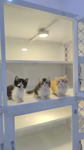 Kucing kitten munchkin cebol