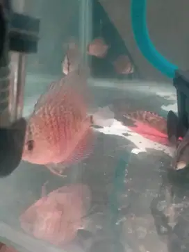 Ikan discus leopard snake skin