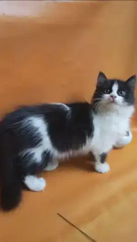 Kucing embul jantan betina