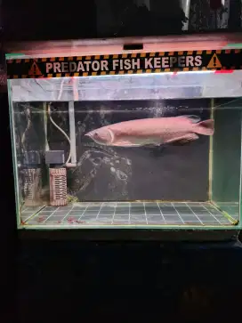 Arowana red banjar