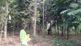Jual Tanah Murah SHM Sukasirna Jonggol