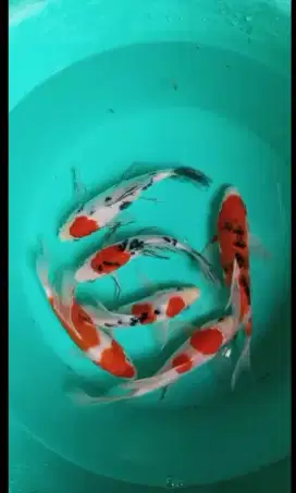 Jual paket ikan koi slayer 5 ekor size-+20cm