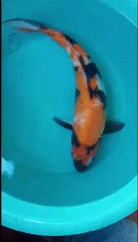 Dijual koi Showa size-+38cm