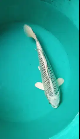 Dijual Ikan Koi Gin Matsuba Istimewa size-+27cm