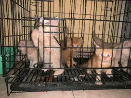 Buat yang nyari kitten dana a2-a3
