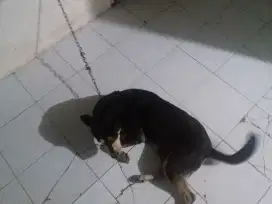 Anjing pinscher dewasa