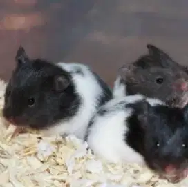 Hamster Syrian Panda Junior Bekasi