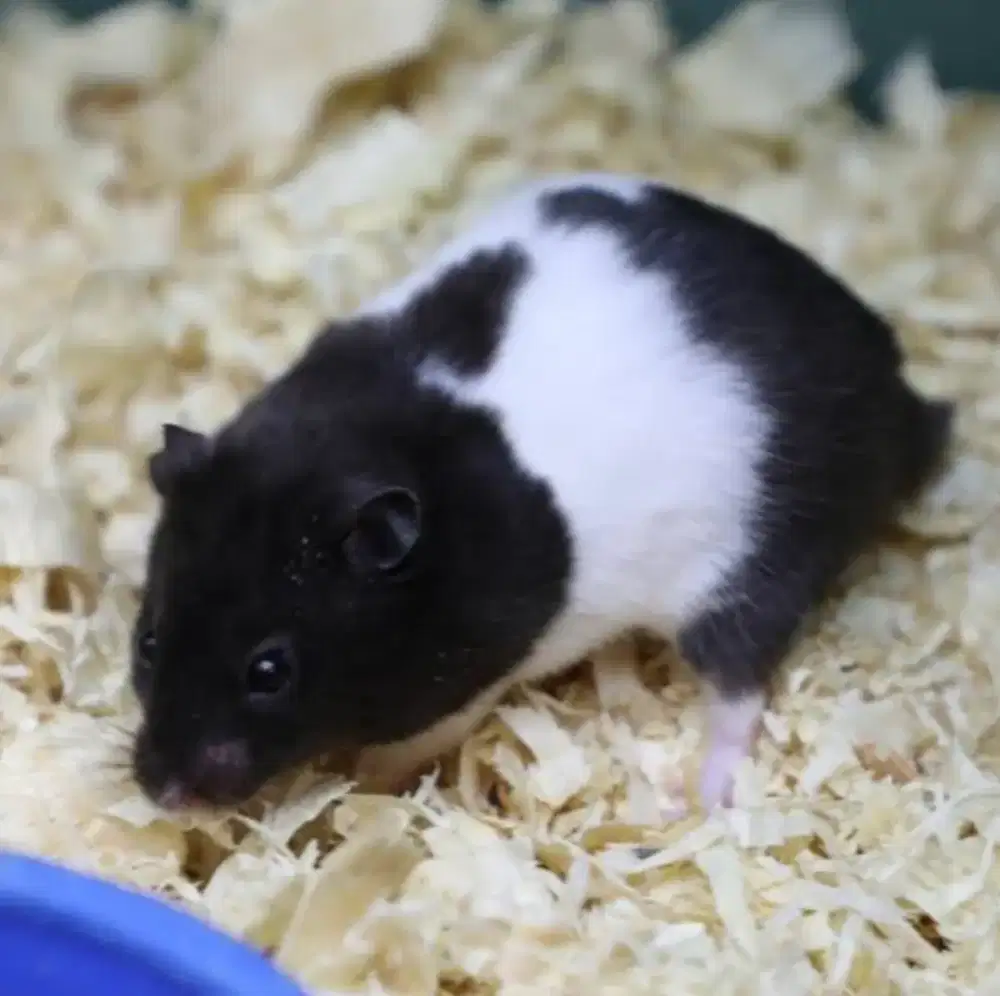 Hamster Syrian Panda Senior Bekasi