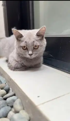 Kucing British Shorthair BSH Kitten