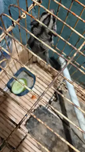 Sugar glider only