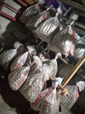 Jangkrik siap antar