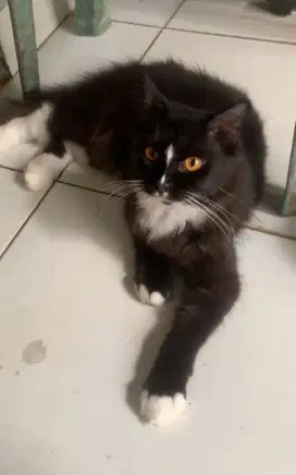 kucing ras persmed