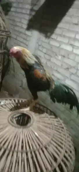 Ayam aduan phanat pakhoy trad muda 1 x Abar murah