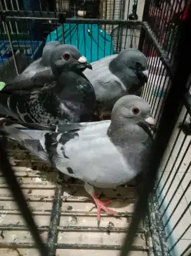 Merpati pos muda