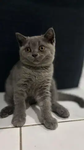 Kucing kitten bsh BRITISH SHORTHAIR NET