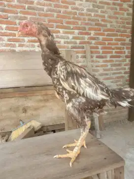 Ayam betina bangkok