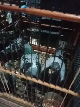 Burung pos sepasang dan anak dua