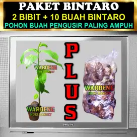 PAKET BIBIT POHON BINTARO DAN BUAH BINTARO | PENGUSIR TIKUS AMPUH