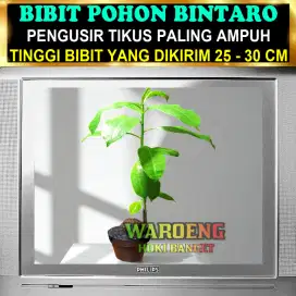 BIBIT POHON BINTARO | PENGUSIR TIKUS AMPUH | BUAH BINTARO LEMBAB