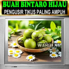 PENGUSIR TIKUS AMPUH | BUAH BINTARO | BUAH SIMPALAK