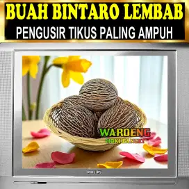 PENGUSIR TIKUS AMPUH | BUAH BINTARO LEMBAB | BUAH SIMPALAK