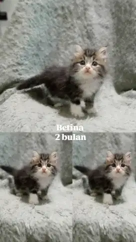 Kucing persia medium