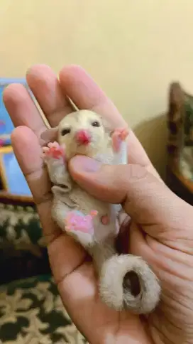 Sugar glider creamino
