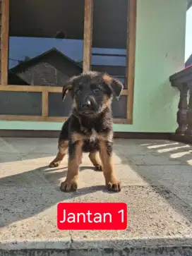Anakan herder stb
