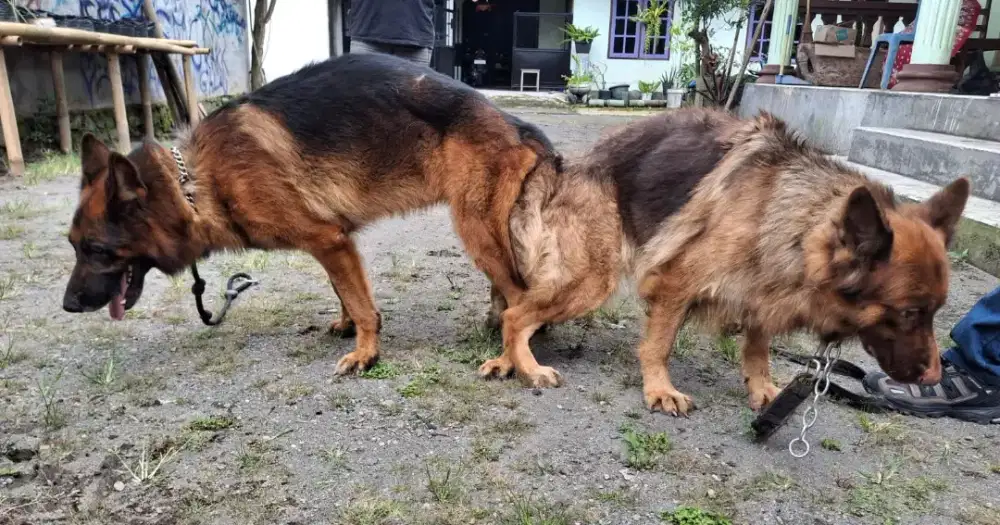 Anakan Anjing Penjaga