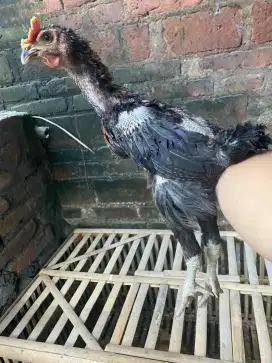 Ayam pelung trah lembayung jumbo