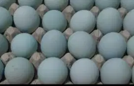 Jual Telur Asin