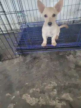 anjing kecil mix cihuahua x pomer
