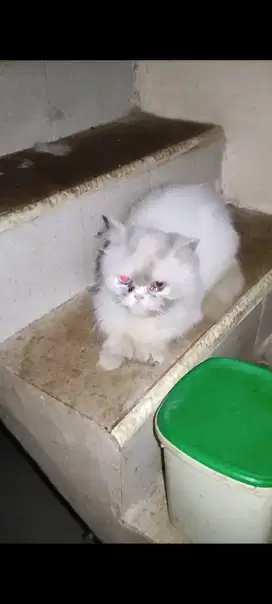 Kucing Persia peak nose