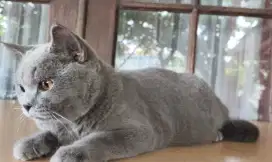 British shorthair  kitten jantan 7 bulan