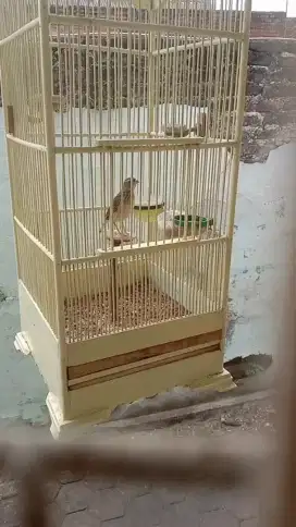 Branjangan. Parva jantan. Bunyi