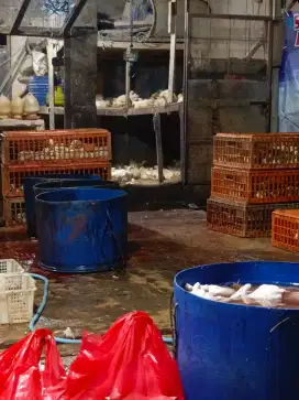 JUAL AYAM POTONG FRESH DARI KANDANG LANGSUNG SIAP ANTAR