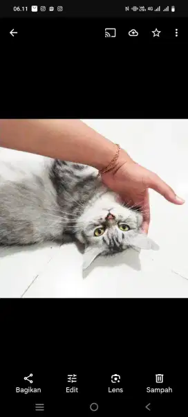 Kucing persia bulu panjang gemoy dan lucu
