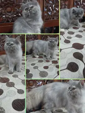 Kitten Persia Peaknose