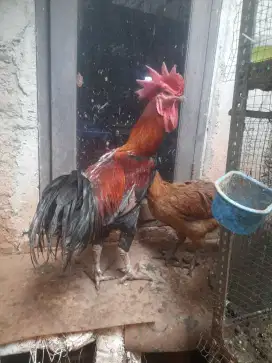 ayam pelung lg nelor