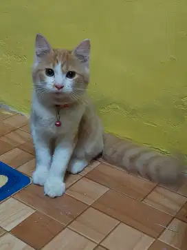 Kucing Betina usia 4,5 bulan Cantik, Gembul