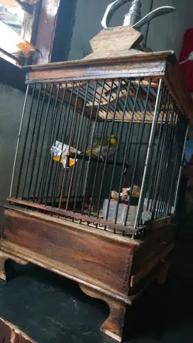 Burung bustom pandai berkicaw