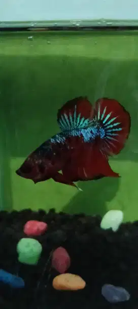 Ikan cupang plakat
