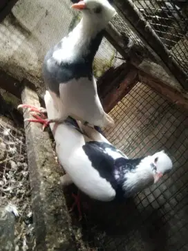 Dijual Sepasang Burung Merpati Hias
