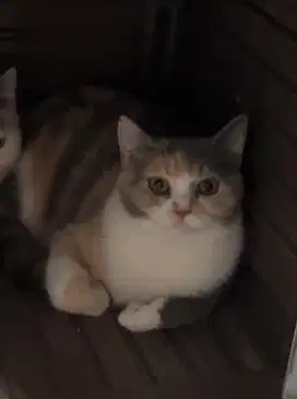 Kucing british shorthair bsh british short hair