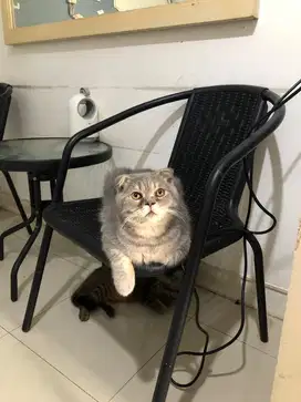 Scottish Fold Male