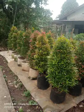 Pohon hias pucuk merah